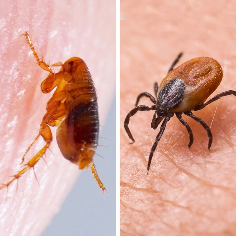 fhm flea vs tick ft gettyimages 1246965451 1162834740