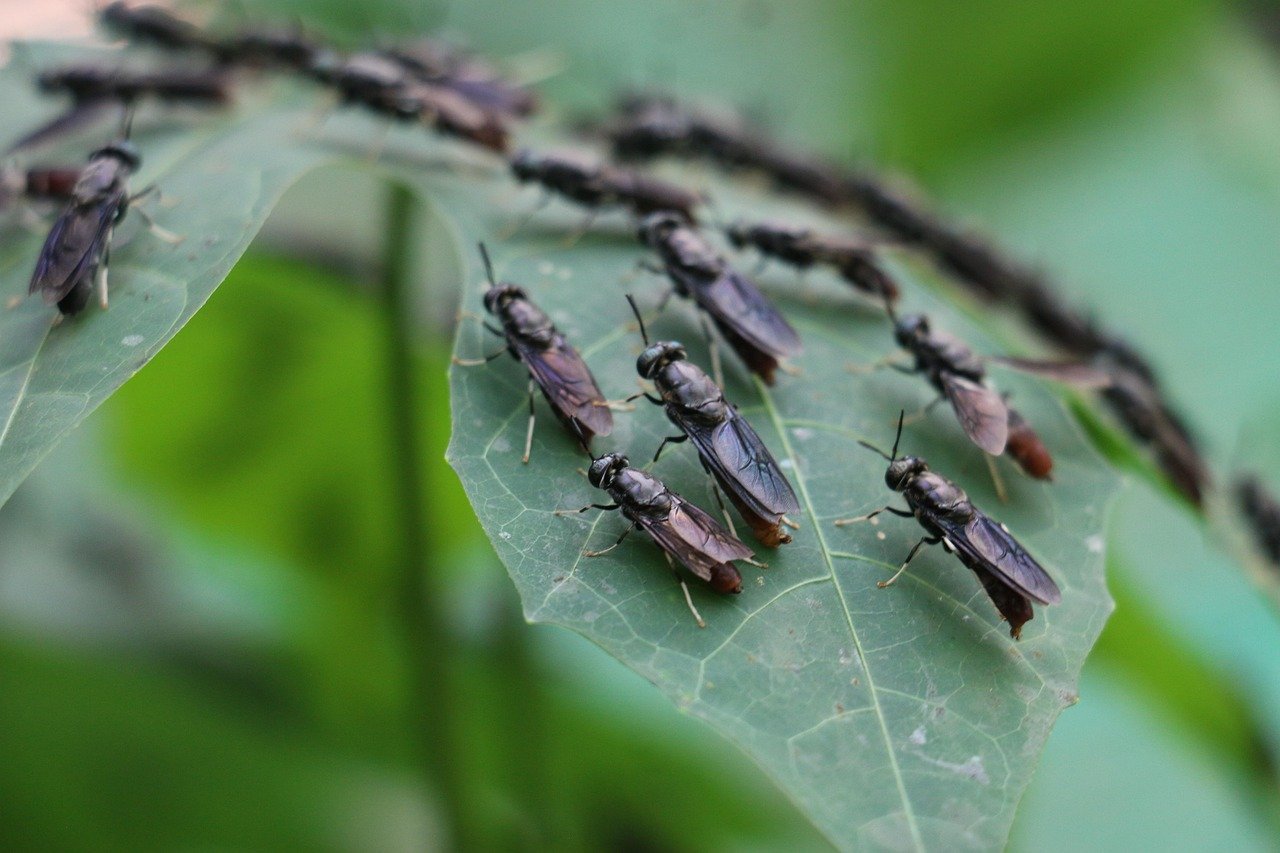 bsf, bsf flies, bsf fly, bsf adult fly, bsf adult flies, bsf fly farming, agriculture, farm, nature, fly, flies, insect, farm house, green house, bsf fly insect, bsf farm house, bsf, bsf, bsf, bsf, bsf, flies