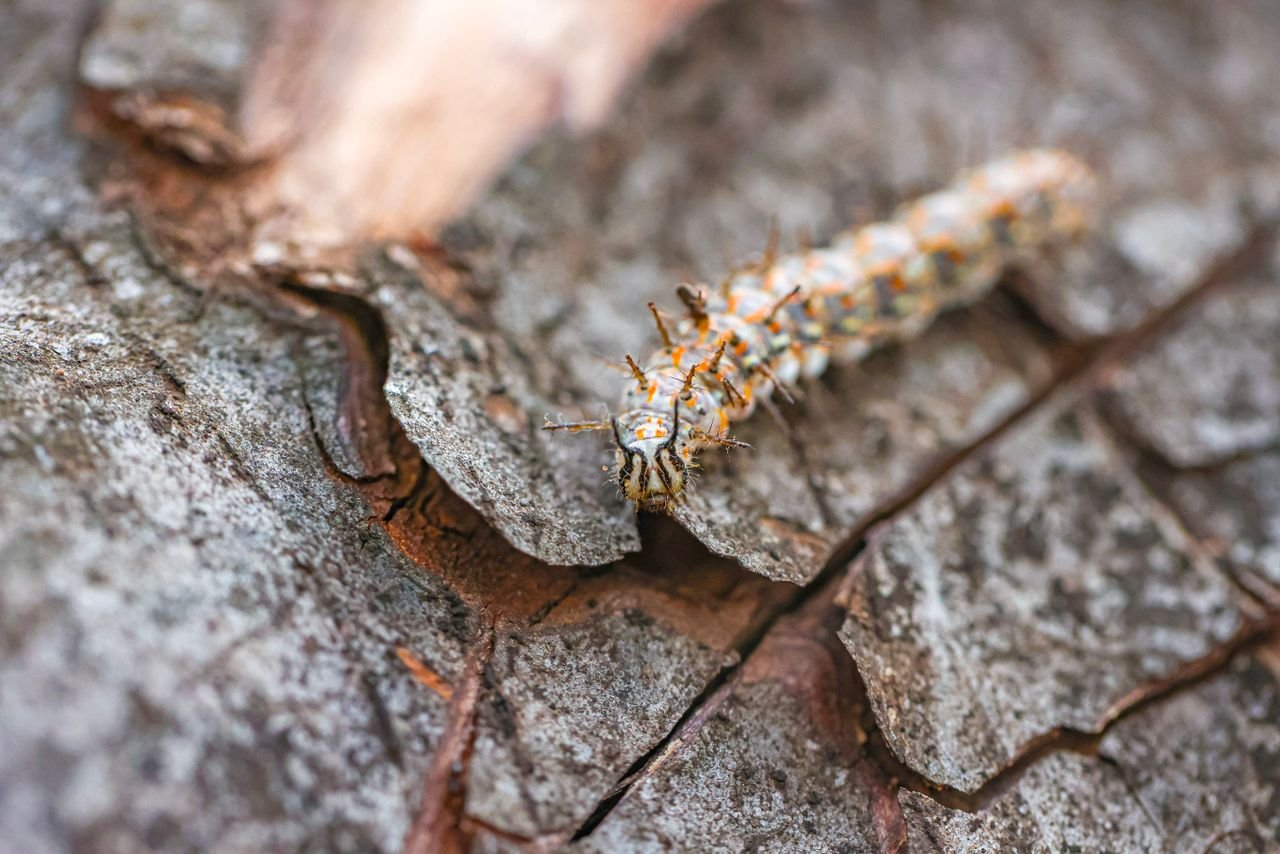 Detailed macro shot of a caterpillar crawling on tree bark, highlighting its texture.