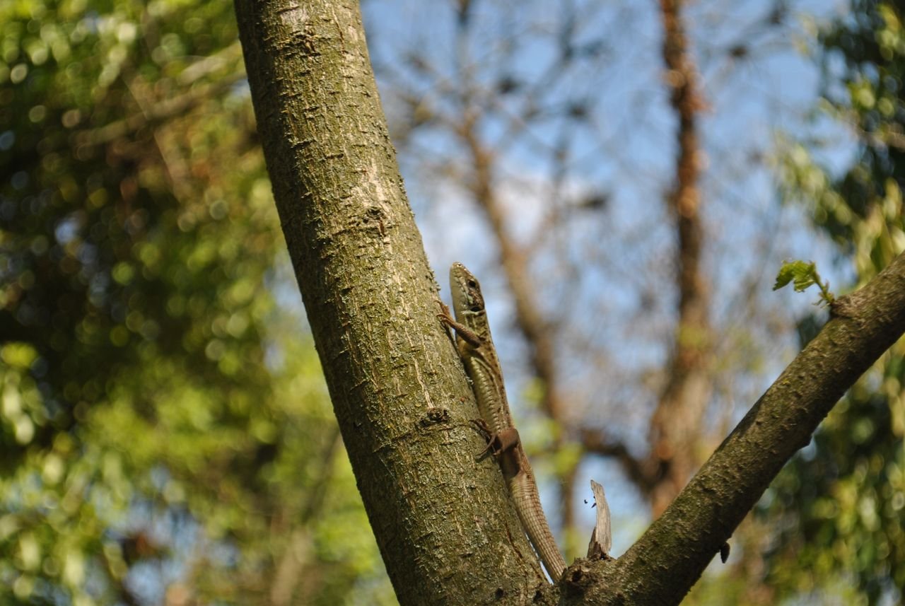 Close-up of a lizard climbing a tree trunk in a lush outdoor forest setting, showcasing natural wildlife.
